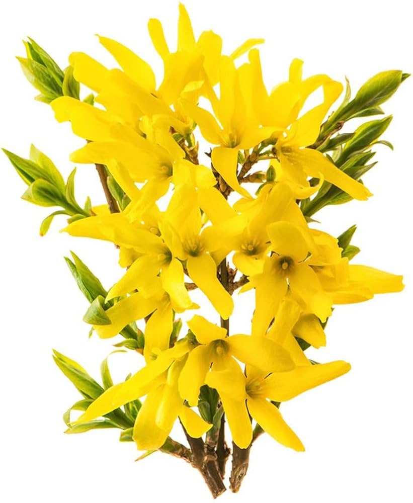 Forsythia Blumensamen zur Aussaat – robust Sorte – Traditionssorte & ohne Gentechnik Samen Hausgarten