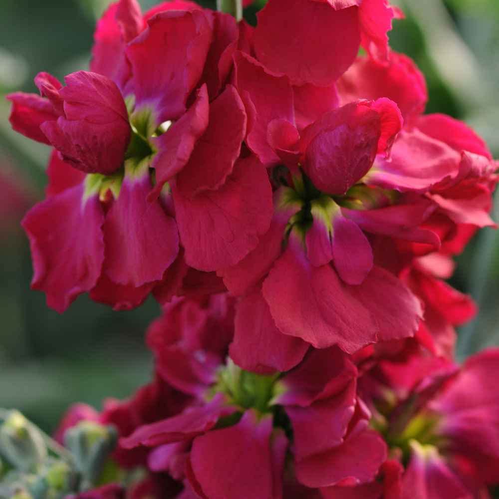 Maroon matthiola incana blume samen for anpflanzung - long bloom season, heirloom & gmo free samen for home garten
 
 sale for anpflanzung in home garten.