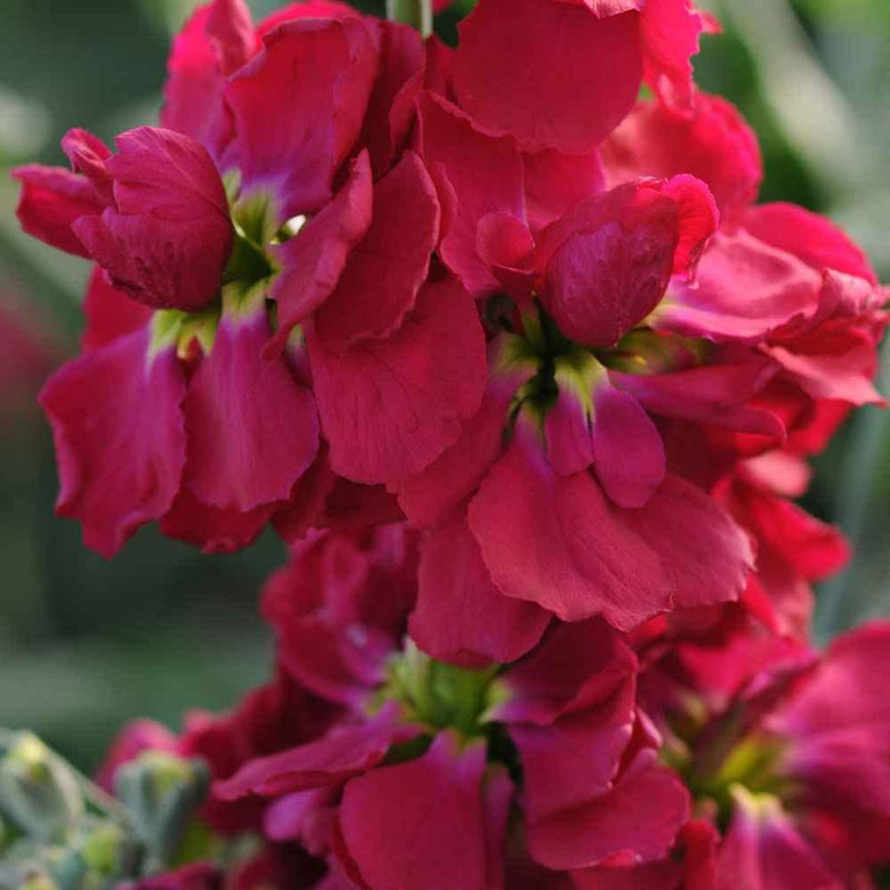 Maroon matthiola incana blume samen for anpflanzung - long bloom season, heirloom & gmo free samen for home garten
 
 sale for anpflanzung in home garten.