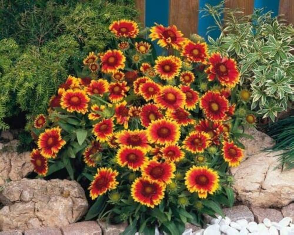 Kokardenblume native american wildflower samen