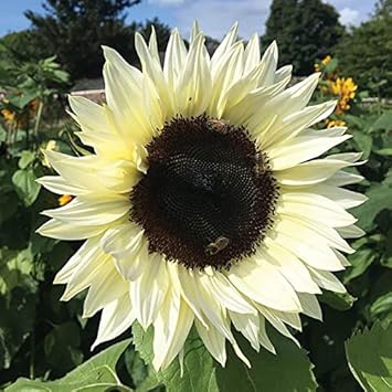 Sunflower weiß blume samen for anpflanzung - long bloom season, heirloom & gmo free samen for home garten
 
 sale for anpflanzung in home garten