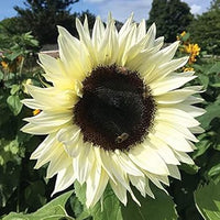 Cream sunflower blume samen for anpflanzung - fragrant blossoms, heirloom & gmo free samen for home garten
 
 sale for anpflanzung in home garten.