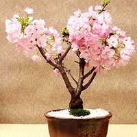 Rosa Weiß Simsii Bonsai Samen Blumensamen zur Aussaat Schnitt Blume beliebt Traditionssorte & ohne Gentechnik Samen Hausgarten