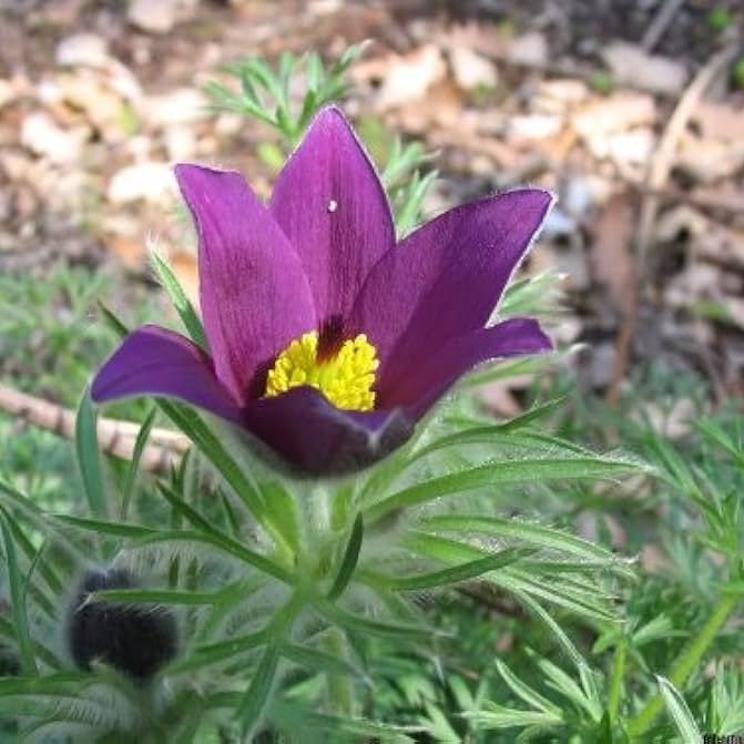 Violett Anemone Pulsatilla Blumensamen zur Aussaat duftend Blüten Traditionssorte & ohne Gentechnik Samen Hausgarten