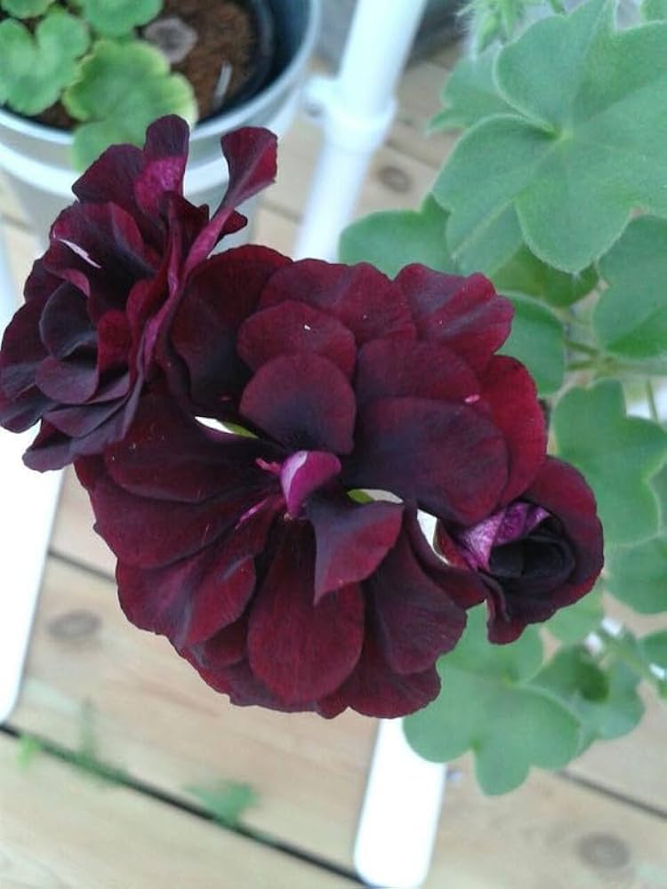 Bordeaux Geraniums Blumensamen zur Aussaat – Wildblume Mischung – Traditionssorte & ohne Gentechnik Samen Hausgarten