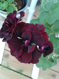 dunkel Rosa Schwarz Geranie Blumensamen zur Aussaat – Traditionssorte ohne Gentechnik biologisch Garten Samen