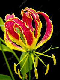Gloriosa Lilie Gloriosa superba Pflanze Samen zur Aussaat Blume Beet