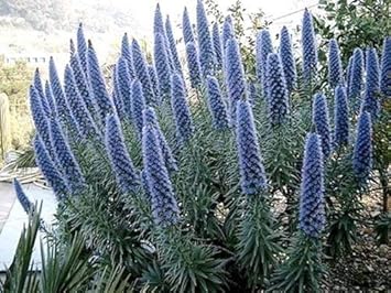 Blau fastuosum blume samen for anpflanzung - easy to grow, heirloom & gmo free samen for home garten
 
 sale samen for anpflanzung in home garten