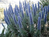 Blau fastuosum blume samen for anpflanzung - easy to grow, heirloom & gmo free samen for home garten
 
 sale samen for anpflanzung in home garten