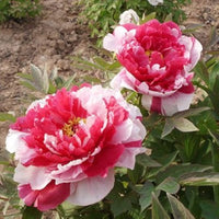 Rare rainbow camelia blume samen for uncommon, colorful blooms