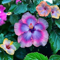 Rosa Blau Hibiskus Blumensamen zur Aussaat – robust Sorte – Traditionssorte & ohne Gentechnik Samen Hausgarten