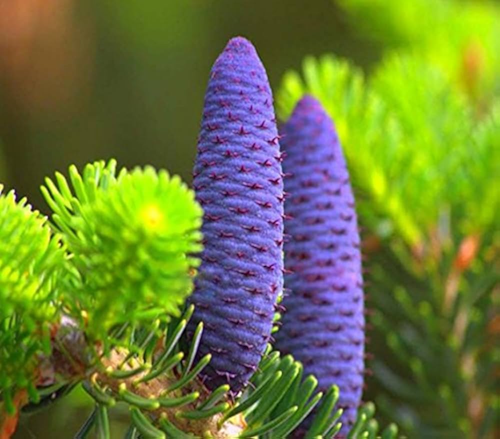 Lila Abies Koreana Blumensamen zur Aussaat – sonnenliebend – Traditionssorte & ohne Gentechnik Samen Hausgarten