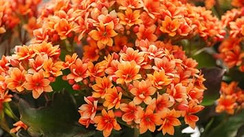 Rot gelb kalanchoe blume samen for anpflanzung pollinator friendly heirloom & gmo free samen for home garten 
 
 sale samen for home garten anpflanzung