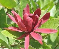 Calycanthus Floridus Samen zur Aussaat Blume Beet