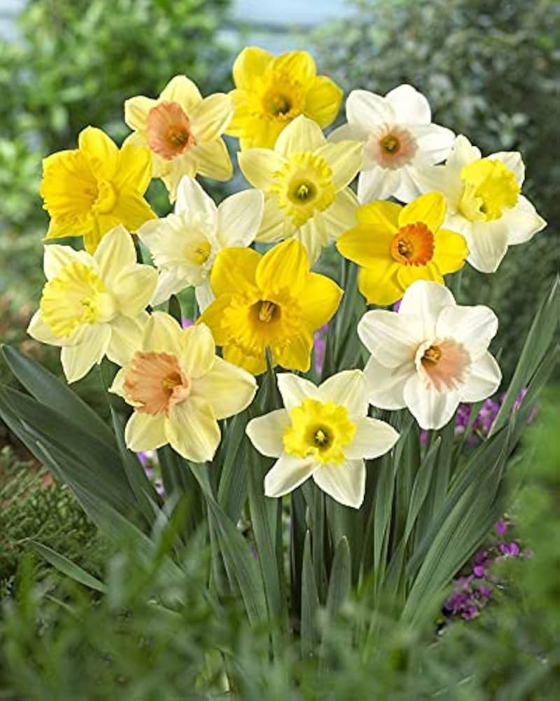 gefüllt Gemischt Petals Narzisse Narzisse Blumensamen zur Aussaat robust Sorte Traditionssorte & ohne Gentechnik Samen Hausgarten