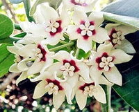 Weiß Hoya Blumensamen – Drought verträglich Traditionssorte & ohne Gentechnik Hausgarten
