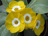 Primel Polyneura Blumensamen zur Aussaat