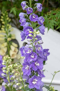 Delphinium Lavendel Blumensamen zur Aussaat – ideal Rabatten – Traditionssorte & ohne Gentechnik Samen Hausgarten
