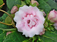 Gloxinia samen for anpflanzung beautiful indoor blumen blume