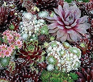 Mixed sempervivum blume samen for anpflanzung - long bloom season, heirloom & gmo free samen for home garten
 
 sale samen for anpflanzung in home garten