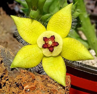 Stapelia Blumensamen zur Aussaat robust Sorte Traditionssorte & ohne Gentechnik Samen Hausgarten