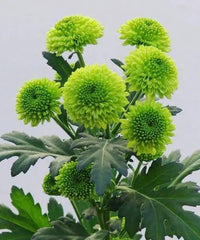 Grün Chrysantheme Blumensamen zur Aussaat robust Sorte Traditionssorte & ohne Gentechnik Samen Hausgarten