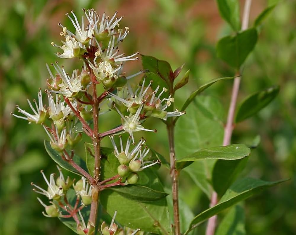 Lawsonia Inermis Blumensamen zur Aussaat Drought verträglich Traditionssorte & ohne Gentechnik Samen Hausgarten