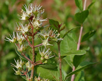 Lawsonia Inermis Blumensamen zur Aussaat Drought verträglich Traditionssorte & ohne Gentechnik Samen Hausgarten