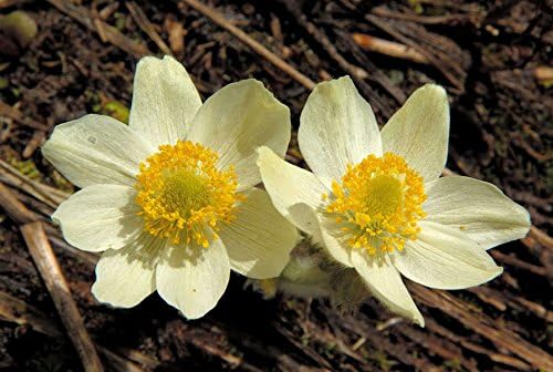 Weiß Anemone Pulsatilla Blumensamen zur Aussaat leuchtend Traditionssorte & ohne Gentechnik Samen Hausgarten