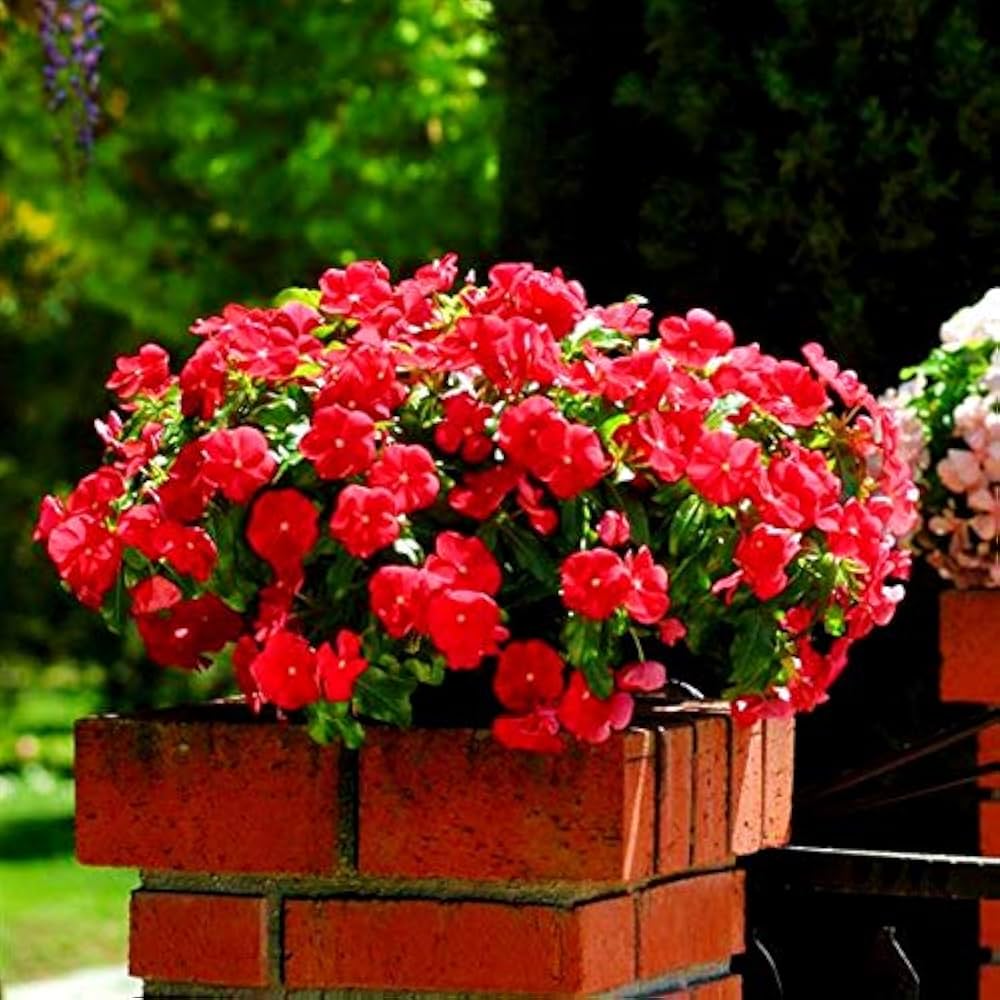 Pervinca dunkel Rot Blumensamen Bodendecker Blüten