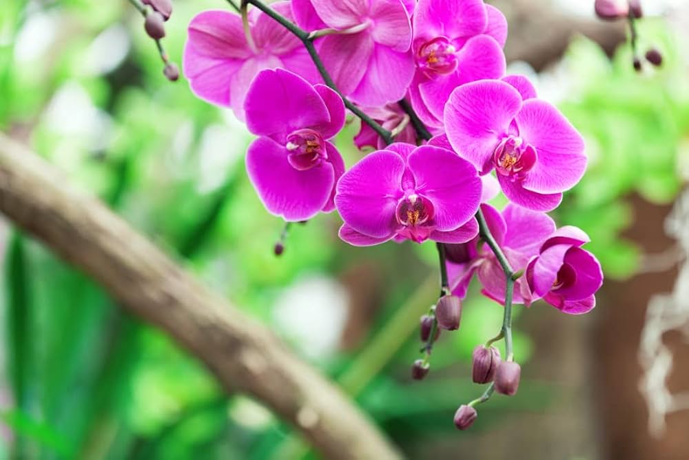 Mini orchid orchidaceae samen for anpflanzung in home garten
