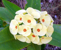 Grün Euphorbia Blumensamen zur Aussaat Bestäuber freundlich Traditionssorte & ohne Gentechnik Samen Hausgarten