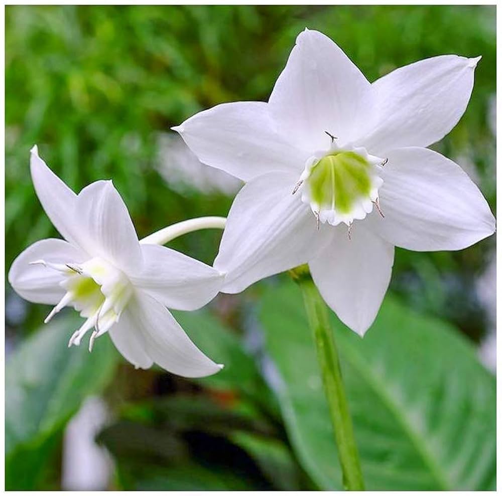 Perfume Lilie Blumensamen duftend – elegant Blüten