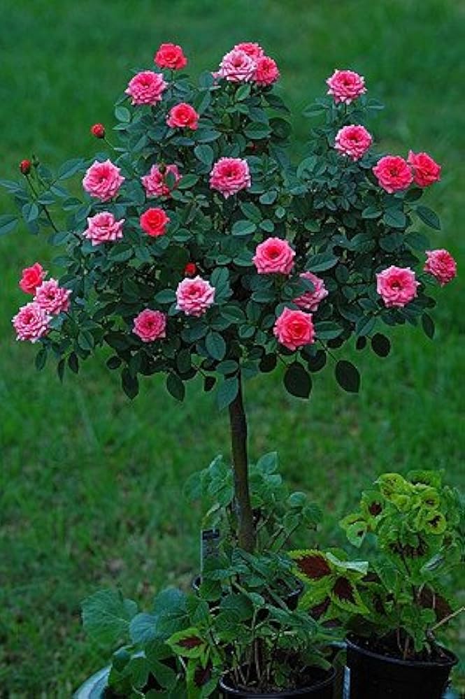 Rose blume samen diy bonsai