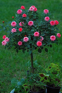 Rose blume samen diy bonsai