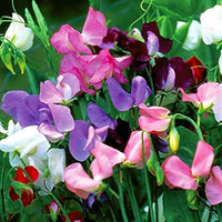 Wicke Gemischt F1 Hybrid Samen – farbenfroh duftend kletternd Blumen