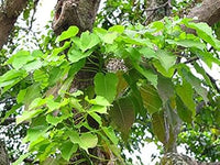 Hura crepitans tree samen for anpflanzung - premium quality, heirloom & gmo free samen for home garten
 
 sale samen for home garten
