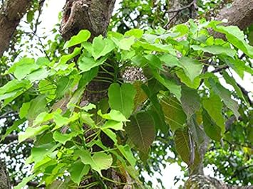 Hura crepitans tree samen for anpflanzung - premium quality, heirloom & gmo free samen for home garten
 
 sale samen for home garten