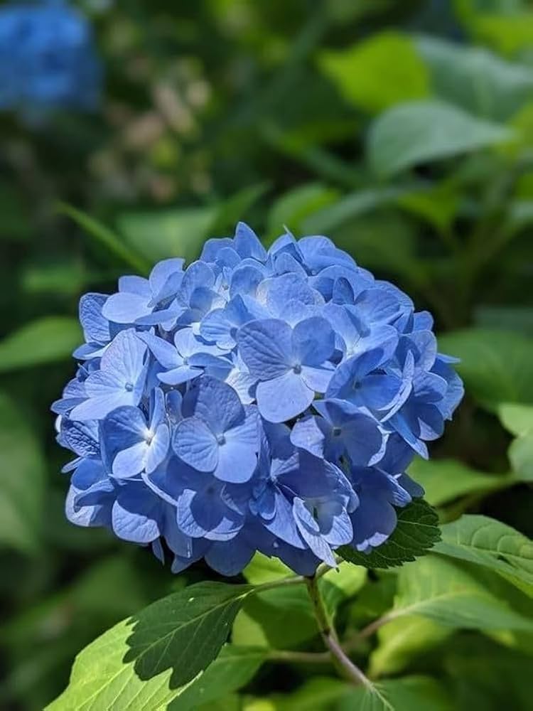 tief Rosa Hortensie Blumensamen zur Aussaat – ideal Rabatten – Traditionssorte & ohne Gentechnik Samen Hausgarten