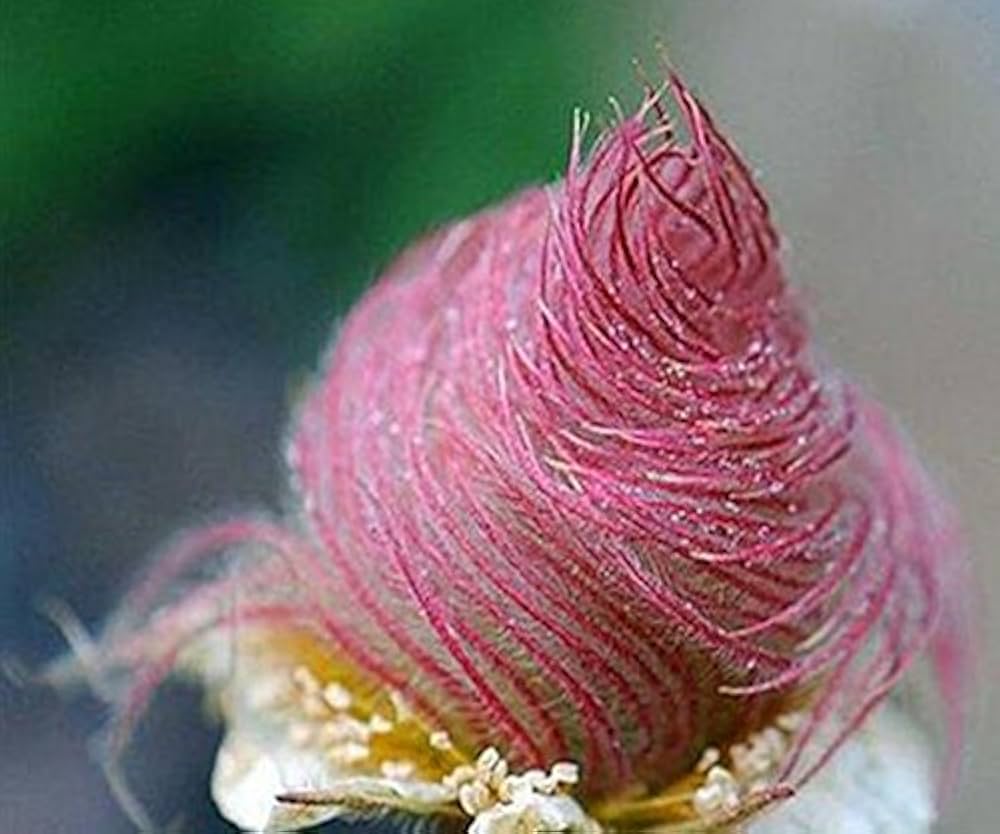 Triflorum Blumensamen zur Aussaat – lang Blüte Saison – Traditionssorte & ohne Gentechnik Samen Hausgarten