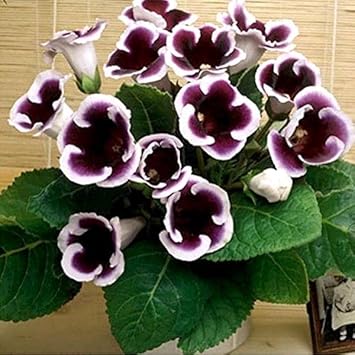 Lila & weiß gloxinia blume samen for anpflanzung - compact growth, heirloom & gmo free samen for home garten
 
 sale samen for anpflanzung in home garten