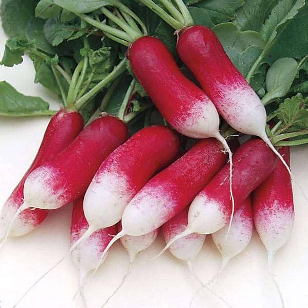 Pink Radish Planting Samen for Gemüse Gardens