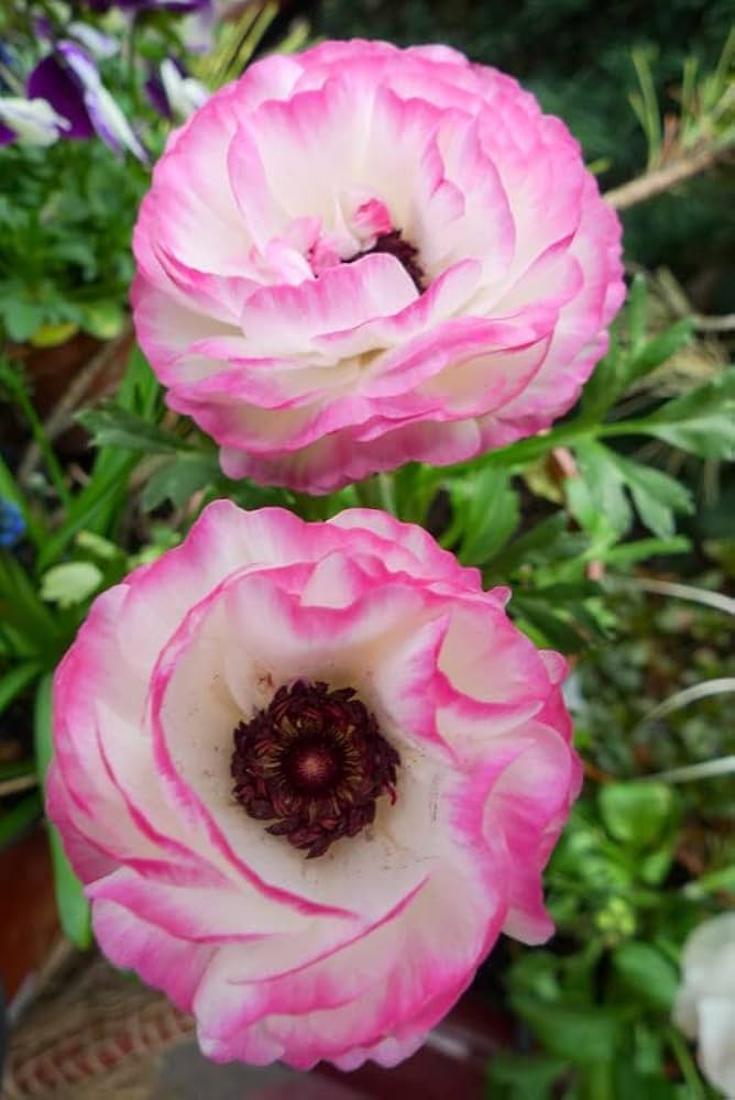 Weiß Rosa Ranunculus Blumensamen – Bestäuber freundlich Traditionssorte & ohne Gentechnik Hausgarten