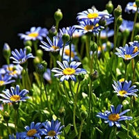 Blau felicia amelloides blume samen for anpflanzung - sun loving, heirloom & gmo free samen for home garten
 
 sale samen for anpflanzung in home garten