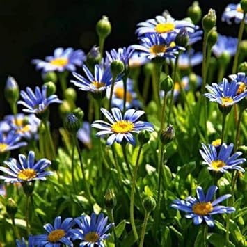 Blau felicia amelloides blume samen for anpflanzung - sun loving, heirloom & gmo free samen for home garten
 
 sale samen for anpflanzung in home garten