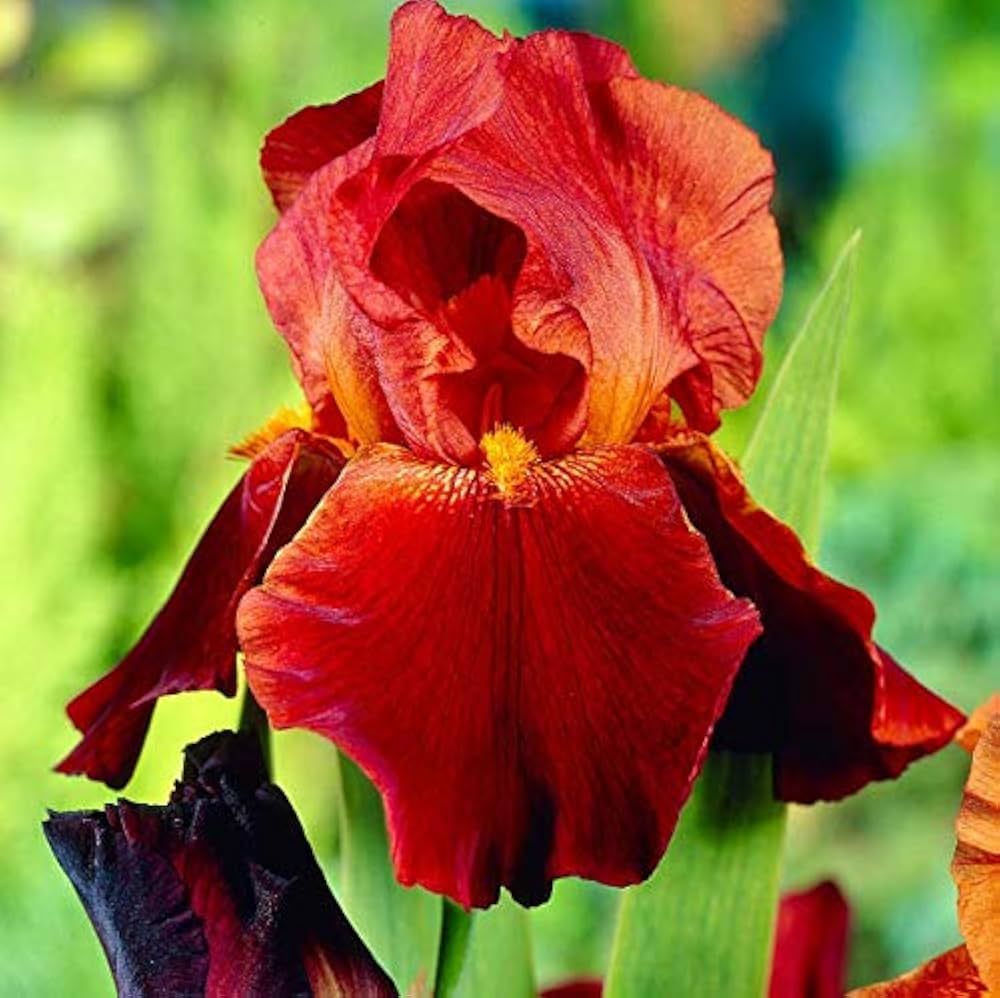 Iris Iris germanica Blumensamen zur Aussaat Blume Beet