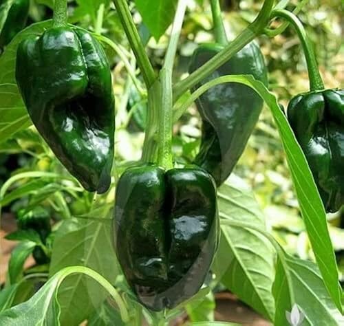 Green Poblano Gemüse Samen zum Pflanzen