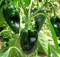 Green Poblano Gemüse Samen zum Pflanzen