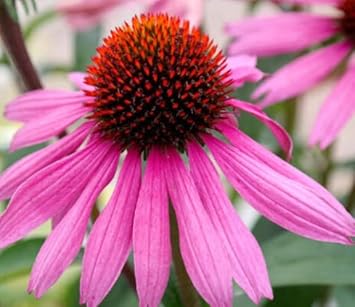 Rosa coneflower samen for anpflanzung - easy to grow, heirloom & gmo free samen for home garten
sale for anpflanzung in home garten.