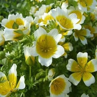 Gelb weiß limnanthes douglasii blume samen for anpflanzung - drought tolerant, heirloom & gmo free samen for home garten
 
 sale for anpflanzung in home garten.